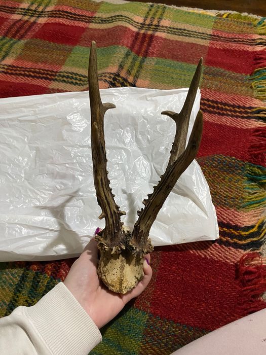 Рога от сръндак,с част от черепа 30 €