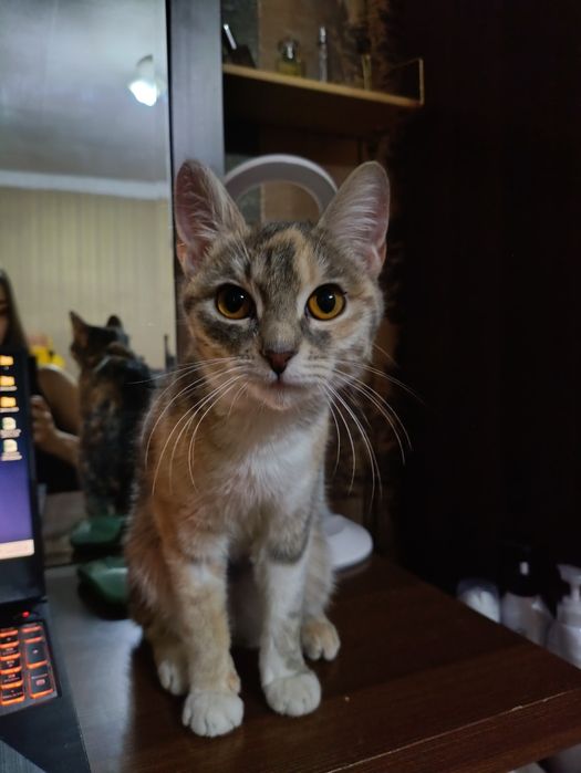 Кошечка ищет любящую семью!