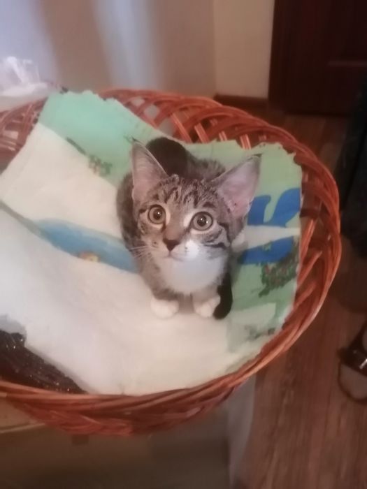 Отдам в добрые руки!