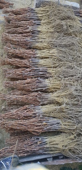 Producător Butași vița de vie