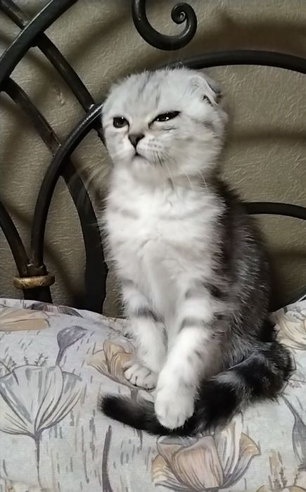 Скоттиш фолд. Девочка.