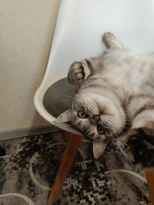 Стерилизованная британка!