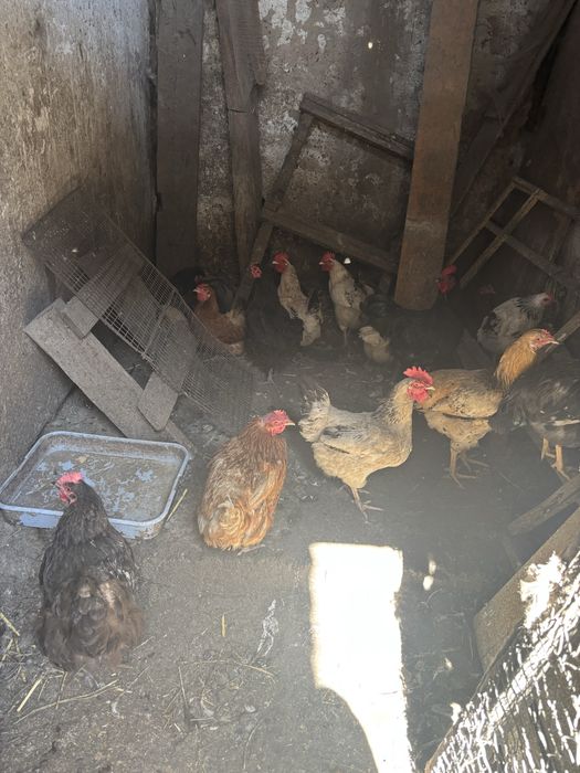 Продам домашних кур