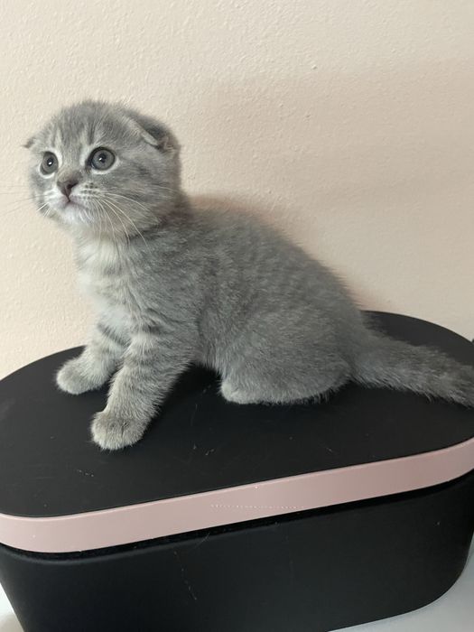 Очаровательные милые котята