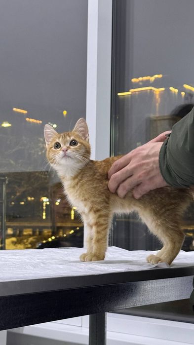 Котик в добрые руки ~5 месяцев