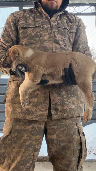 Щенкам 1,5 месяц алабай