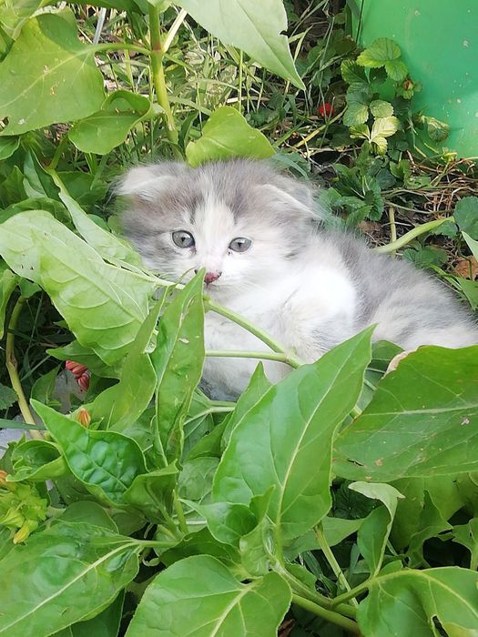 Котята в продаже цена разная