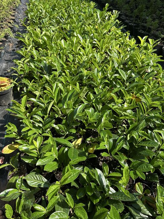 Butasi Leylandii, Laur englezesc, Photinia, Euonymus, cel mai mic pret