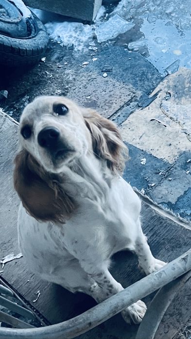 Русский спаниель 6 мес девушка