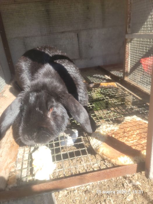 Кролик великан 1