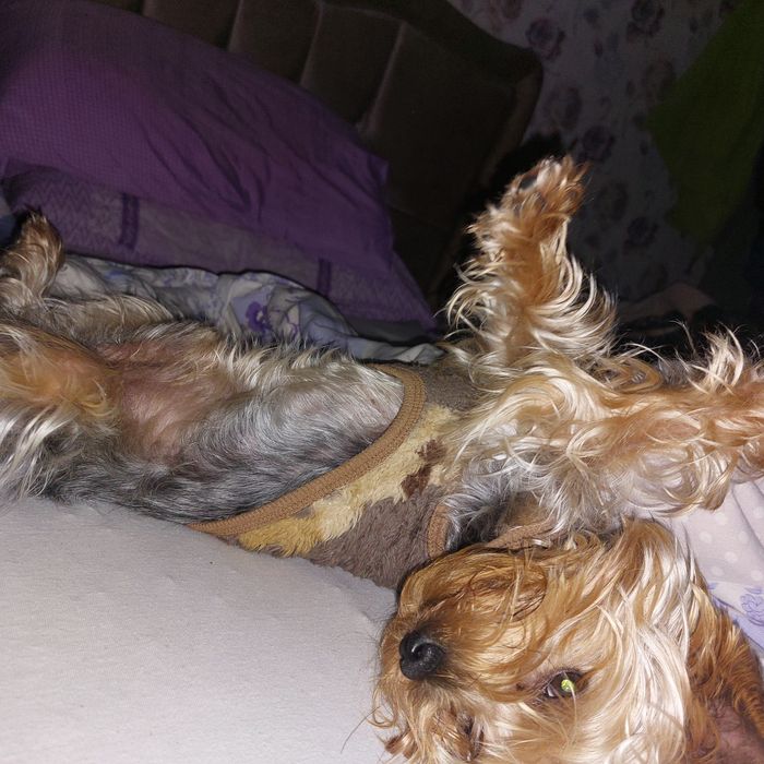 Йоркширски териер