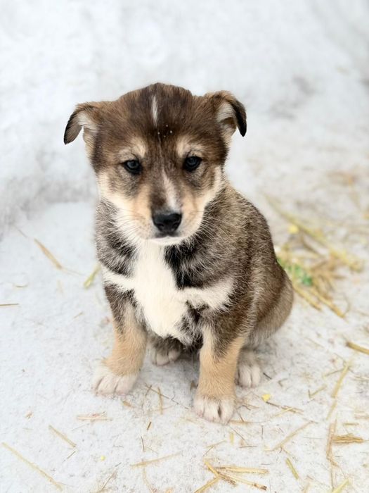 Отдам щенка в добрые руки