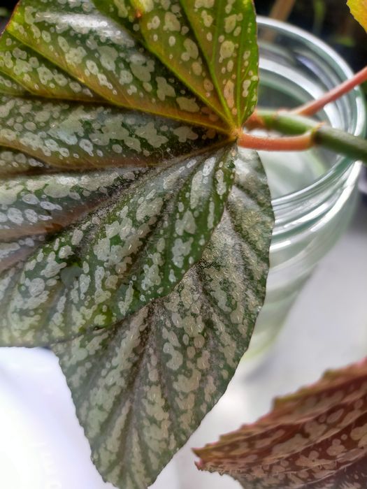 Продам цветы укорененные