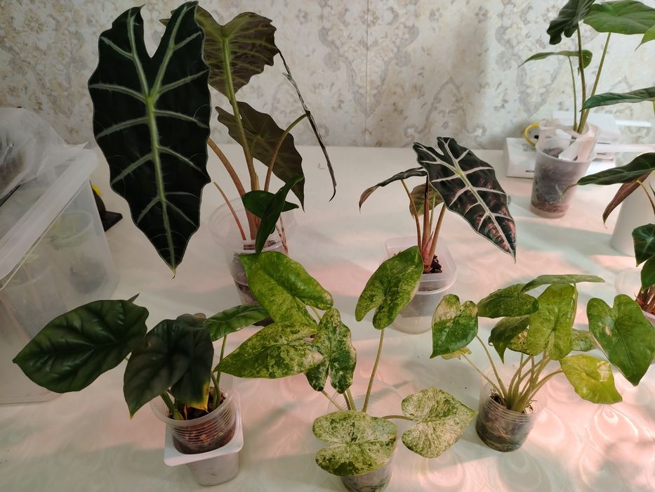 Продам комнатные цветы