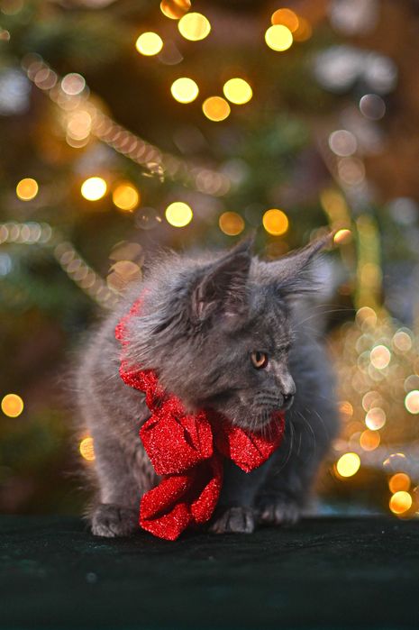 Продавам коте мейн-кун