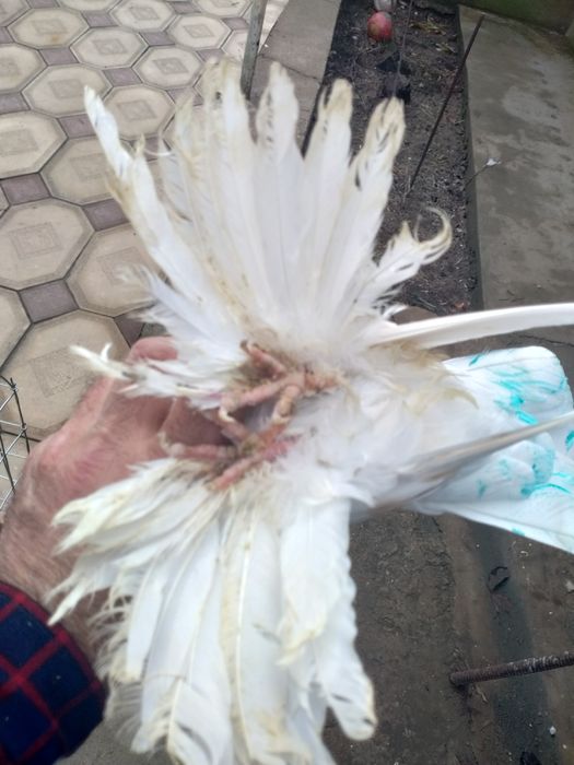 Пара тасманов на игру