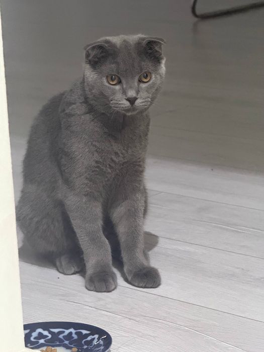 Продаются британские котята скотиш страйи и скотиш фолд