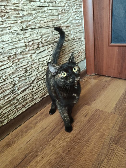 Ласковая кошечка