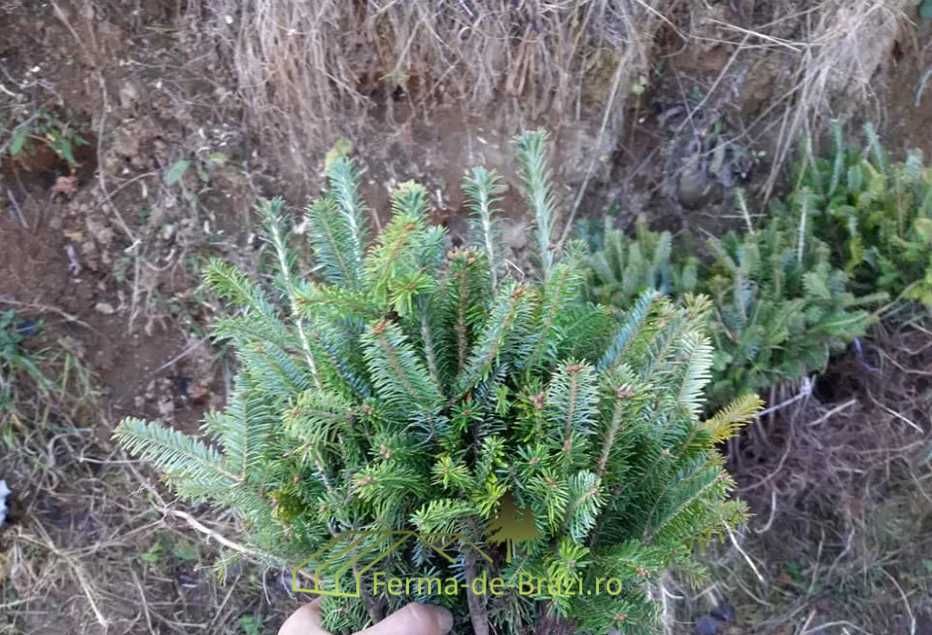 Puieti brad american Abies fraseri - "Cadillac-ul pomilor de Craciun"
