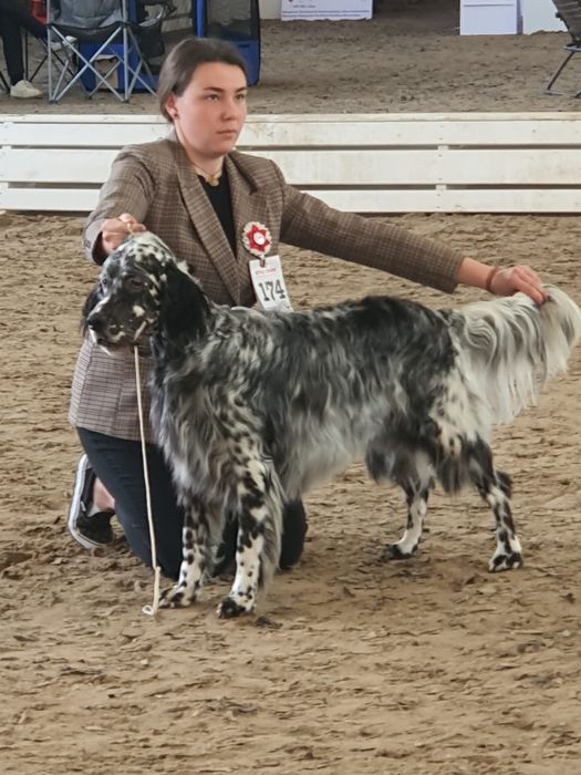 Щенки Английского сеттера