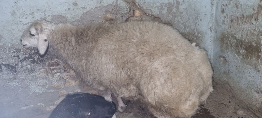 Куй сотилади вес 75кг