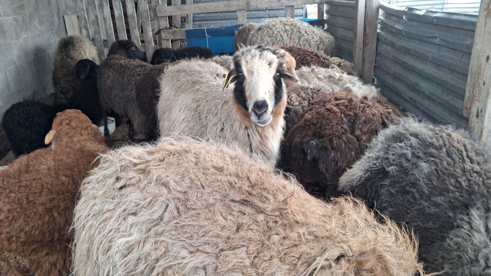 Қой, баран, мал