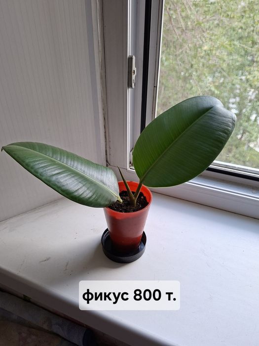 Продаю цветы разные