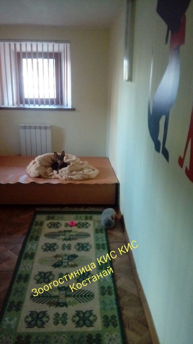 Зоогостиница КИС-КИС