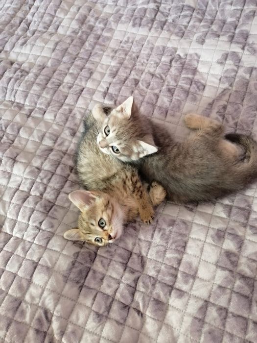 Отдам котят в добрые руки