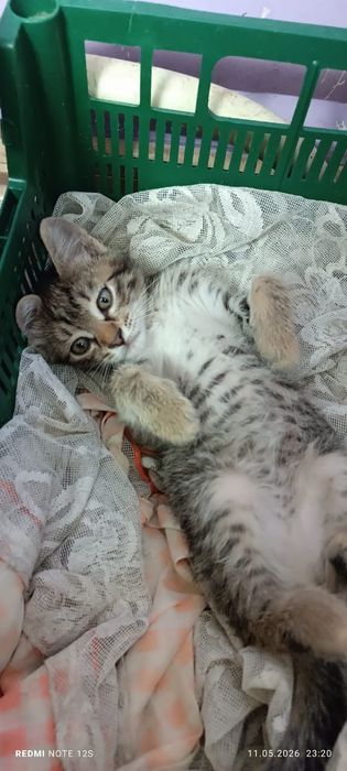 Отдам котенка бесплатно мальчик