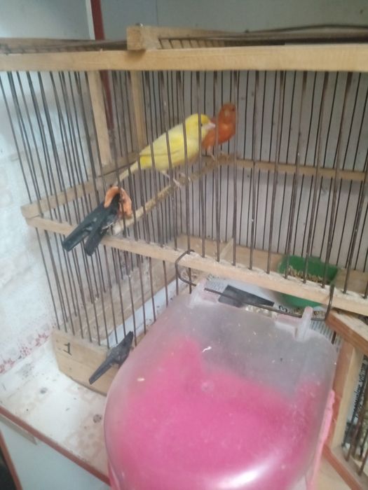 Продам канареек самка и кенар