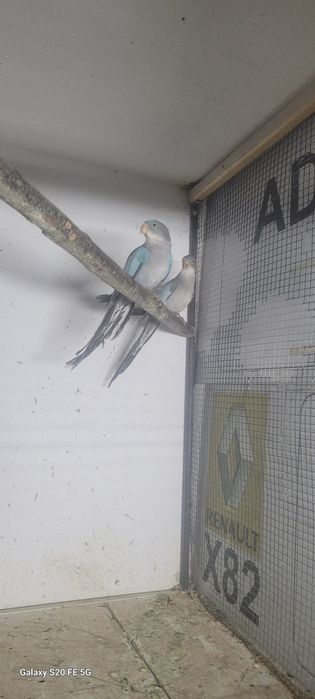 Papagali printesa de wales