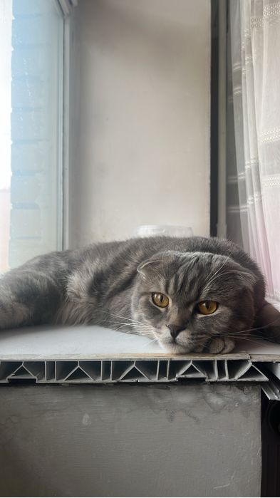 Кот шатланский веслоухий