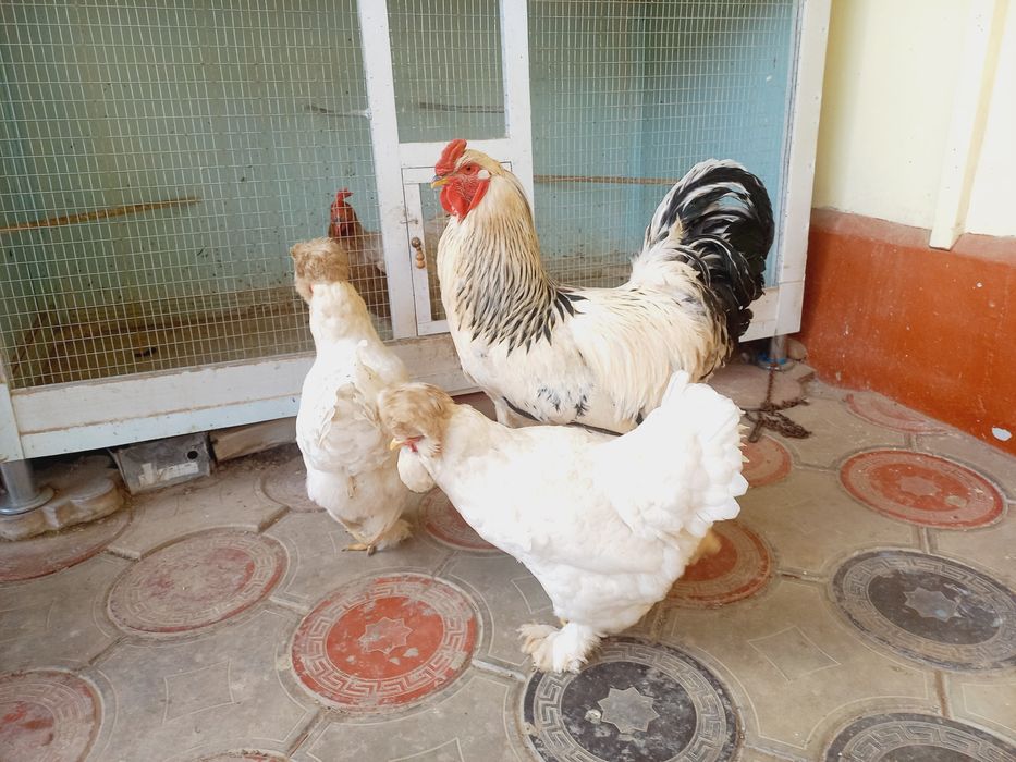 Brama Xo'roz va Tovuqlar sotiladi