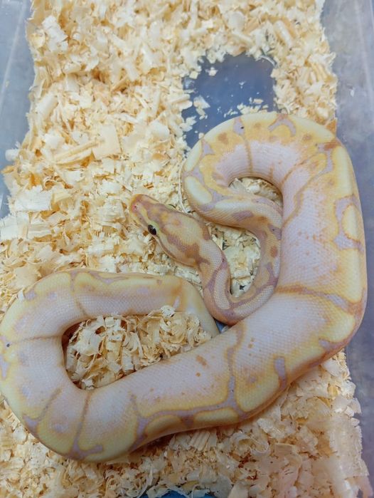 Королевский питон самец