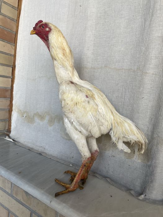 Yapon shamo xoroz sentabr chiqan juja