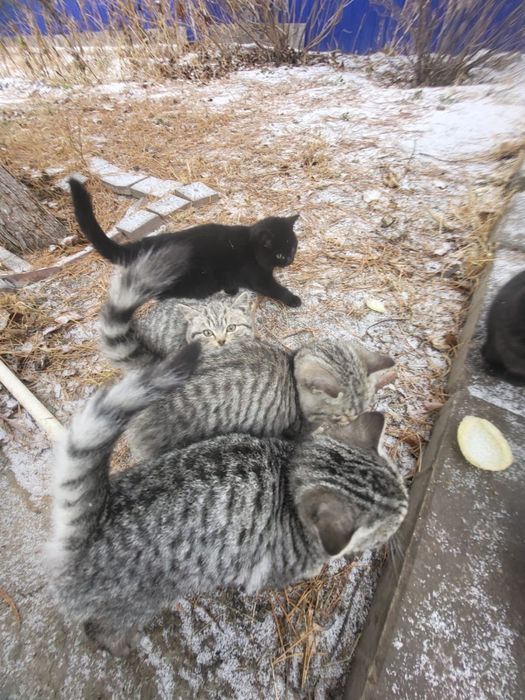 отдам в добрые руки