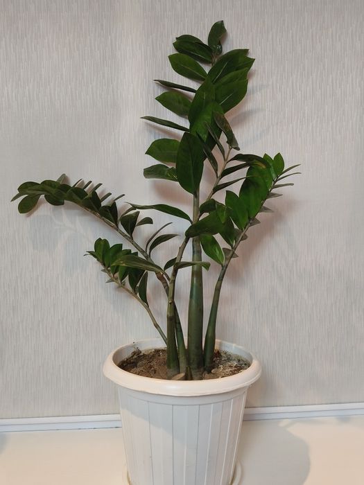 Продам цветы Замиокулькас