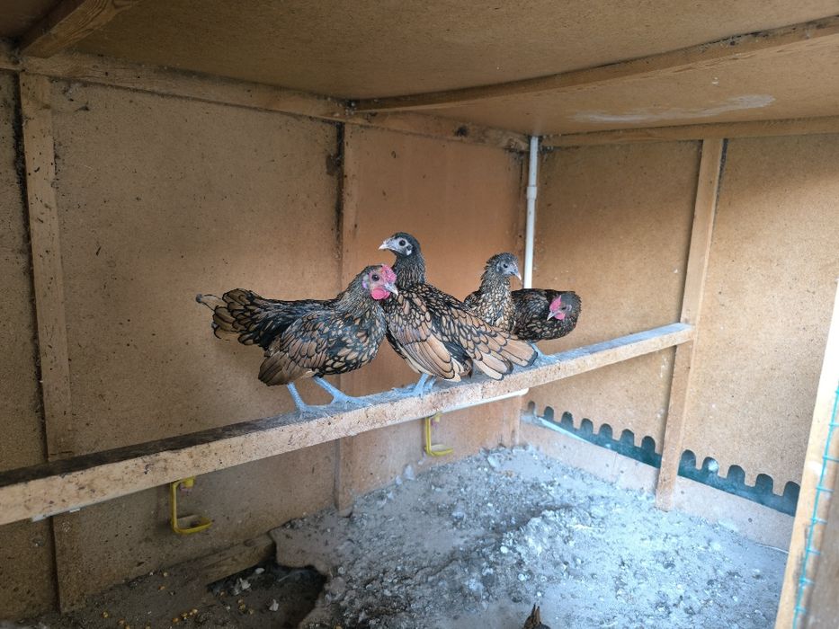 Сибрайт товуклар