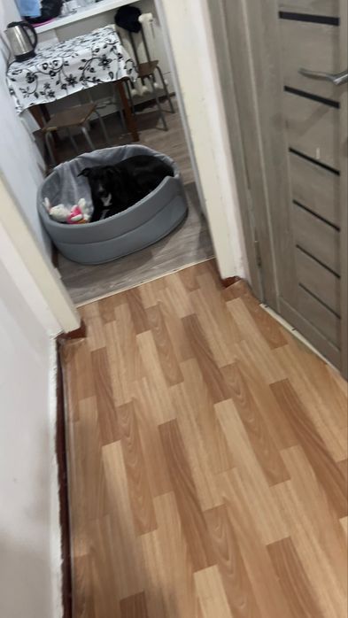 Американский питбуль-терьер