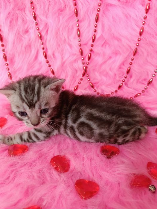 Продам бенгальских котят