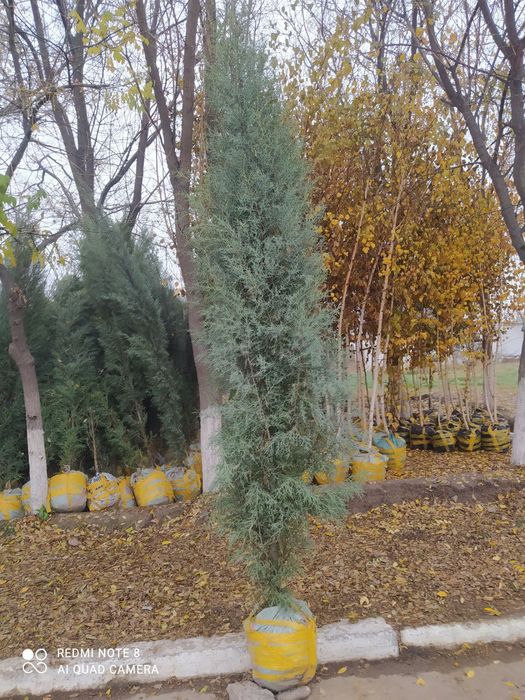 Gazon ekish archa kesish dorilash