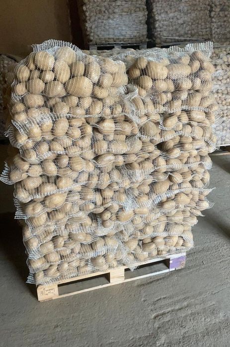 Cartof alb-rosu Franța lux