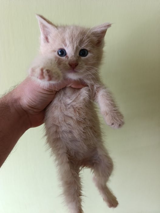 Сладки малки котенца