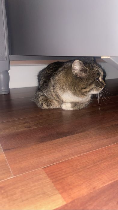 Отдам кошечку хорошим и добрым людям.