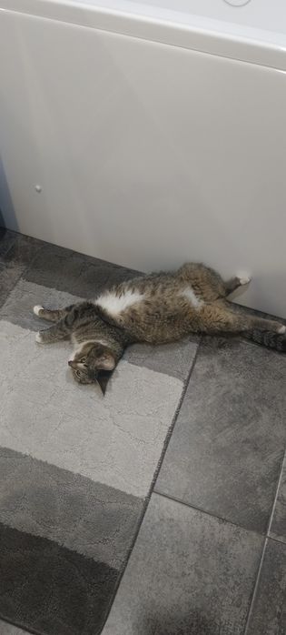 Отдам котенка Британка