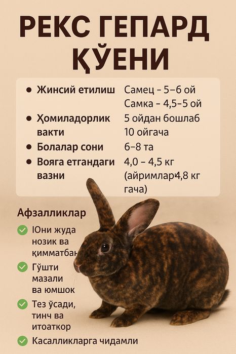Рекс зоти куенлар