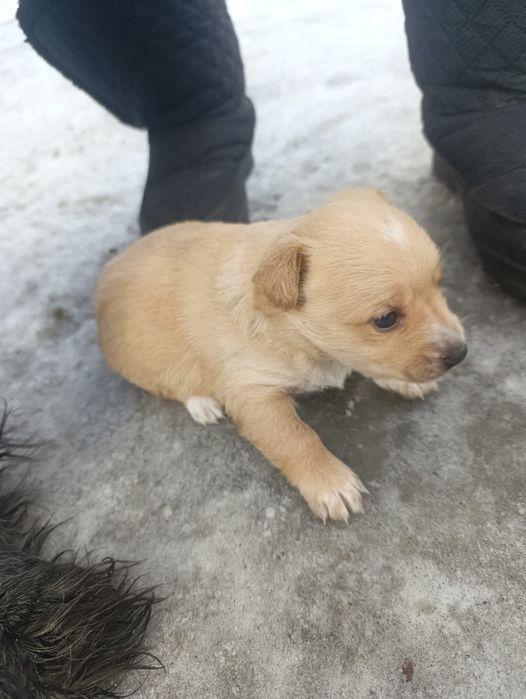 Щенок красивый .