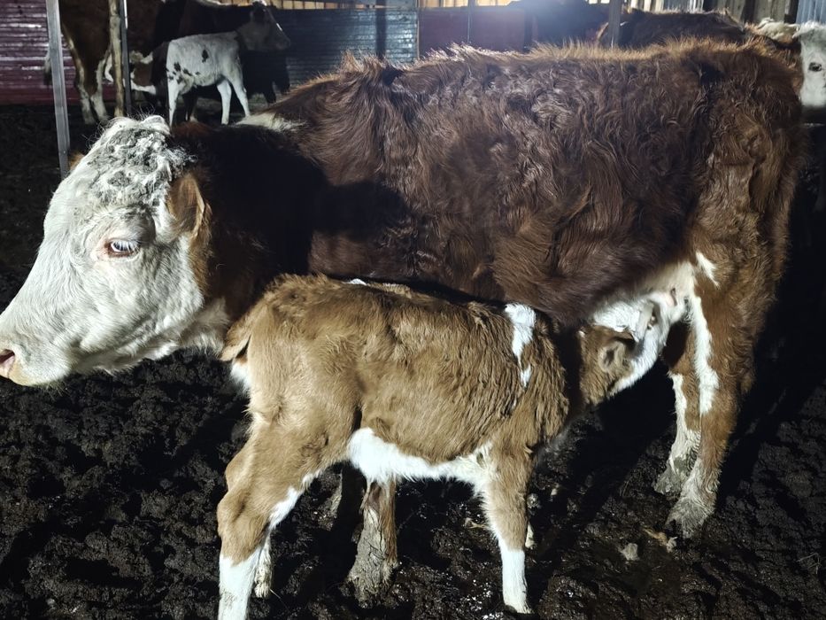 Корова продается.