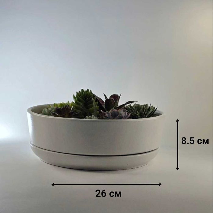 Суккуленты и композиции из суккулентов